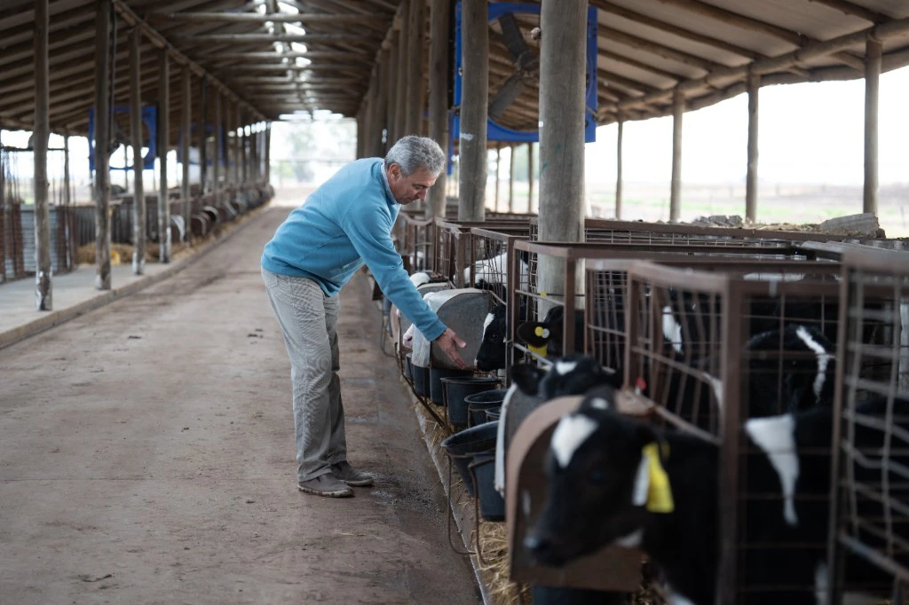 Acompañamiento en campo con terneros